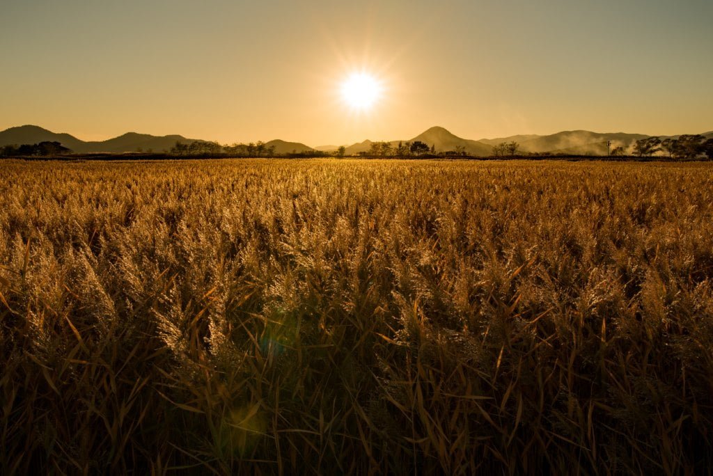 field